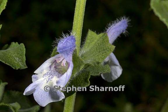 salvia africana caerulea 3 graphic